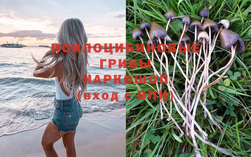 что такое   Добрянка  Галлюциногенные грибы Psilocybe 